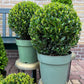 Ilex crenata 'Jenny' Kugel XL | Set mit 2 Stück | 25 cm Ø