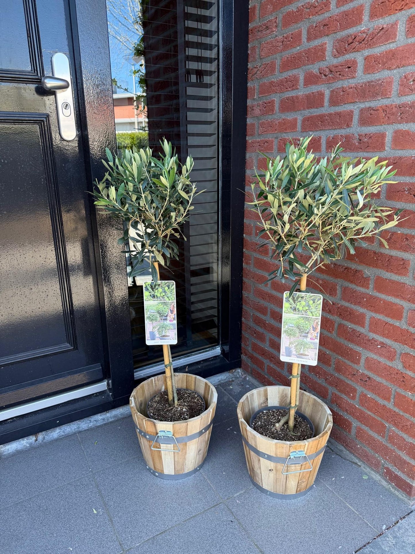 Olea Europaea - Terrassen Pflanze - Immergrün - Winterhart - Olivenfarbenes Blatt - Topf 19cm Höhe 90cm
