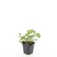 48x Geranium sang. 'Album' - ↕10-25cm - Ø9cm