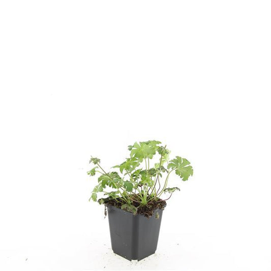 48x Geranium sang. 'Album' - ↕10-25cm - Ø9cm