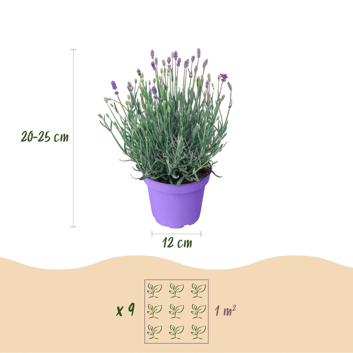 Lavandula angustifolia Munstead - Lavendel - Winterhart - Lila - 3 Pflanzen - Topf 12cm - Höhe 15-25cm