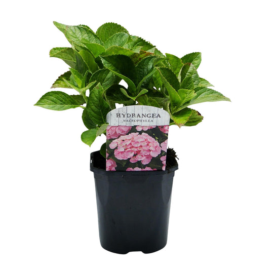 Hortensie - Hydrangea macrophylla Pink - Blüte Rosa - 1 Pflanze - Laubabwerfend - Wenig Pflege - Topf 17cm Höhe 30cm