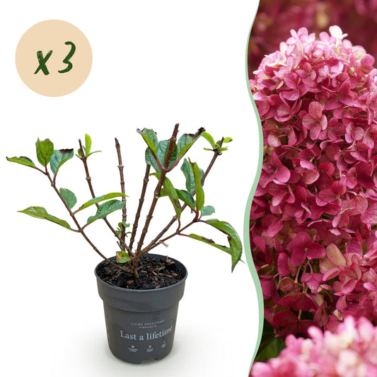 Hydrangea panniculata Living Little Rosy - Bauernhortensie - Winterhart - Rosa - 3 Pflanzen - Topf 12cm - Höhe 20-30cm