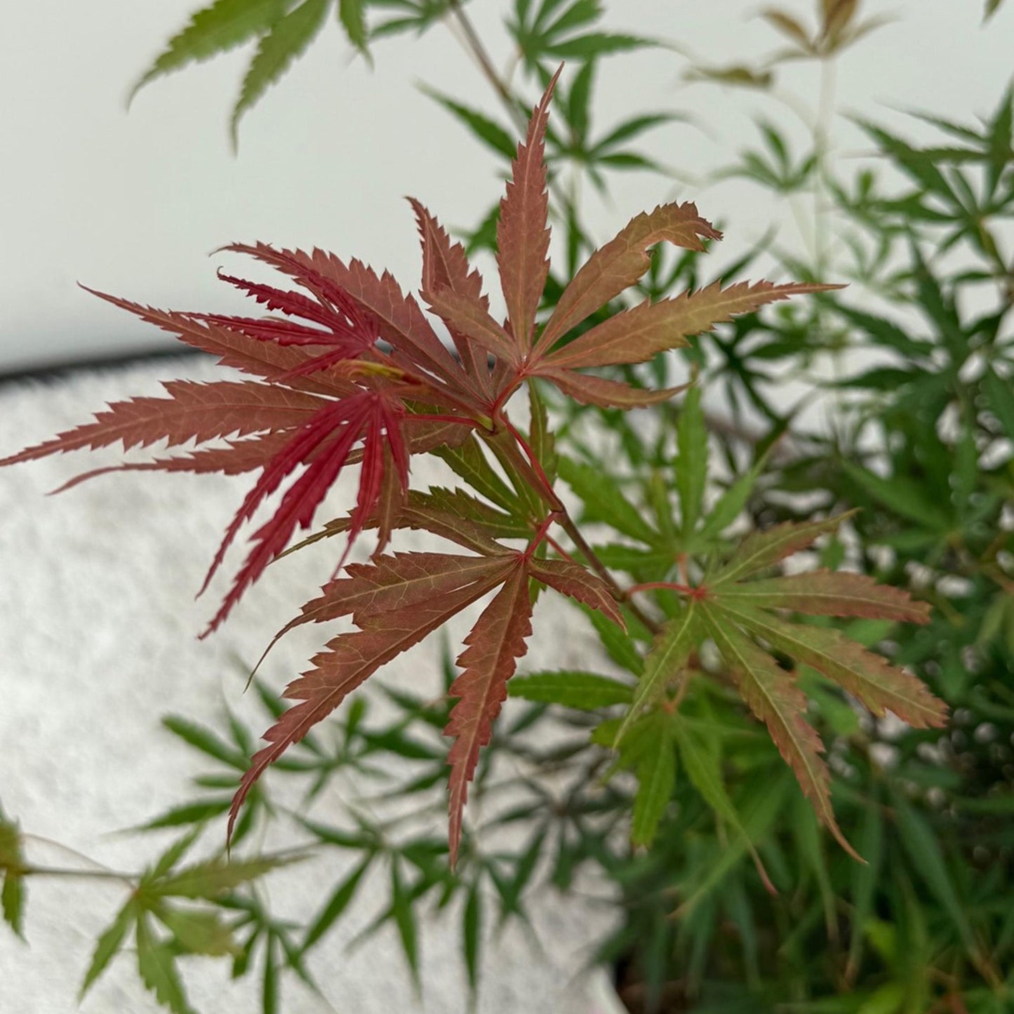 Japanischer Ahorn - Acer palmatum Jerre Swarts - Dunkelrot - 1 Pflanze - Laubabwerfend - Topf 19cm Höhe 70cm