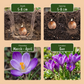 100x Crocus Ruby Giant - Ruby Giant crocus - Purple - Naturalizing bulb - Bulb size 5/+