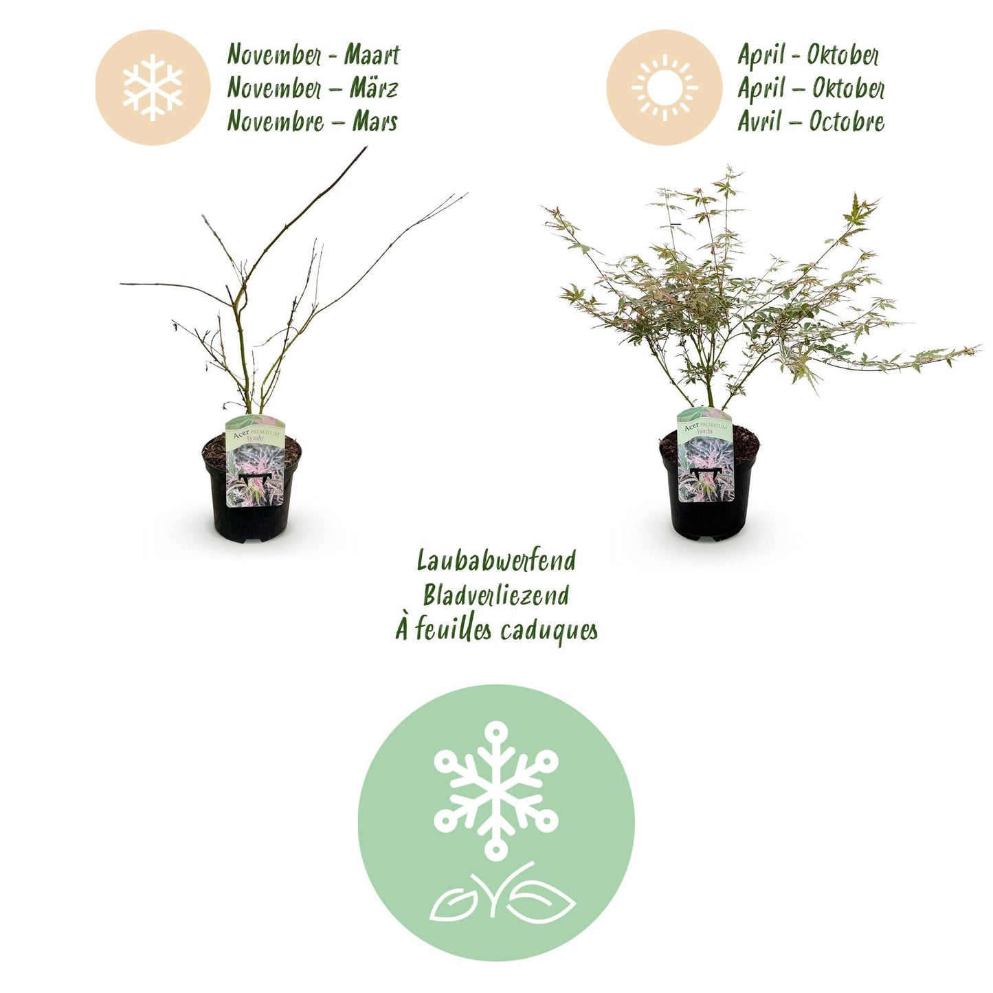 Japanischer Ahorn - Acer palmatum Iyoshi - Rosa - 1 Pflanze - Laubabwerfend - Topf 19cm Höhe 70cm