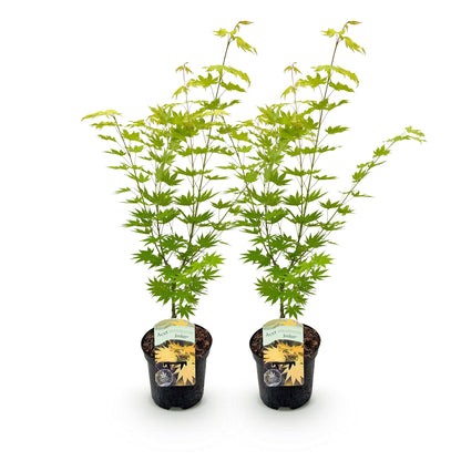 Japanischer Ahorn - Acer palmatum Jordan - Gelb - 2 Pflanzen - Laubabwerfend - Topf 19cm Höhe 70cm