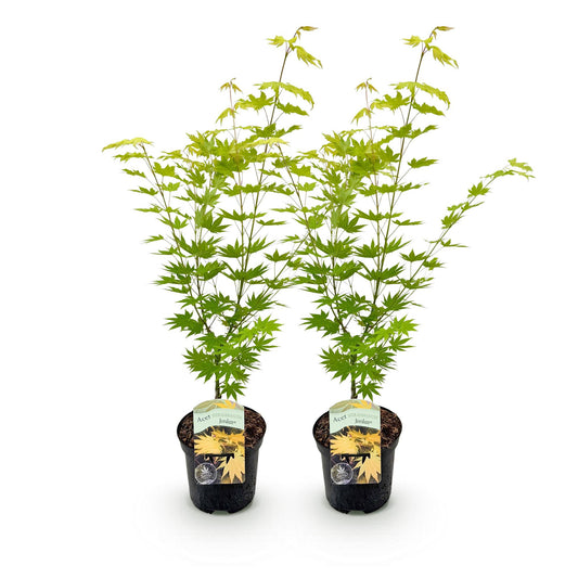 Japanischer Ahorn - Acer palmatum Jordan - Gelb - 2 Pflanzen - Laubabwerfend - Topf 19cm Höhe 70cm