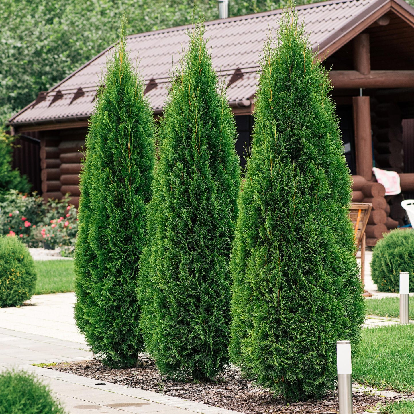 Heckenpflanzen - Thuja occidentalis Smaragd - Blatt grün - 6 Pflanzen - 1 laufender Meter - immergrün - Topf 17cm Höhe 60cm