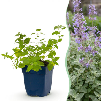 Katzenminze - Nepeta faassenii -  Bienen- und Schmetterlingsmagneten - Lila - 1 Pflanzen - Topf 11cm - Höhe 15-25cm