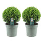 Ilex crenata 'Jenny' Kugel XL | Set mit 2 Stück | 25 cm Ø