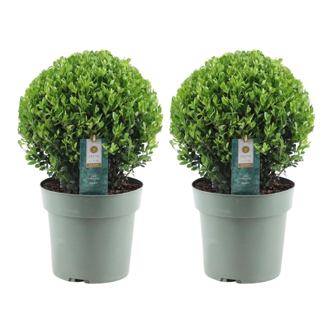 Ilex crenata 'Jenny' Kugel XL | Set mit 2 Stück | 25 cm Ø