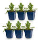 Scabiosa col. Butterfly Blue - Dove Herb - Bee and Butterfly Attractors - Purple - 6 Plants - Pot 11cm - Height 15-25cm
