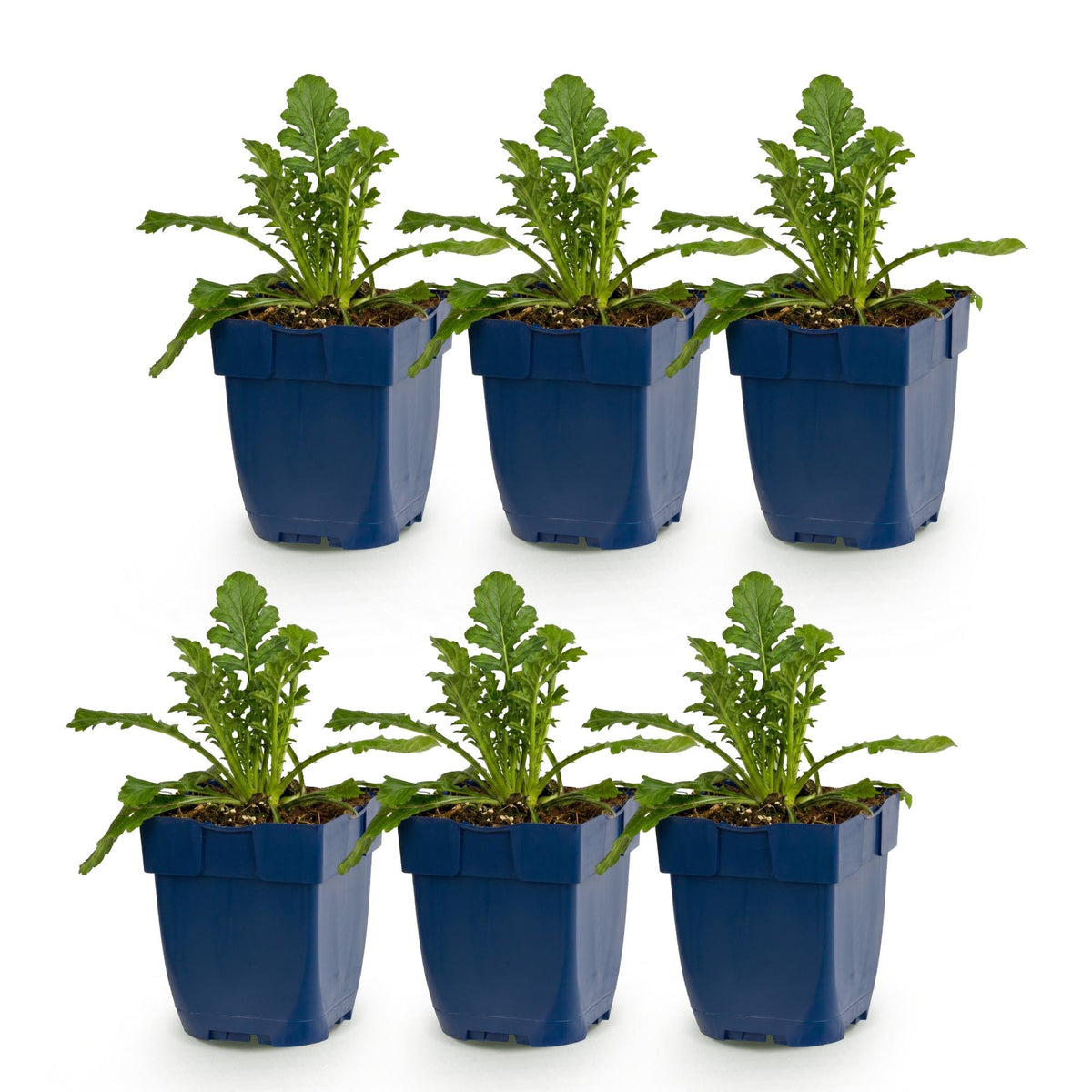 Scabiosa col. Butterfly Blue - Dove Herb - Bee and Butterfly Attractors - Purple - 6 Plants - Pot 11cm - Height 15-25cm