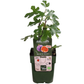 3 x Bio-Feigenbäume – Ø 13 cm – ↨ 20 cm
