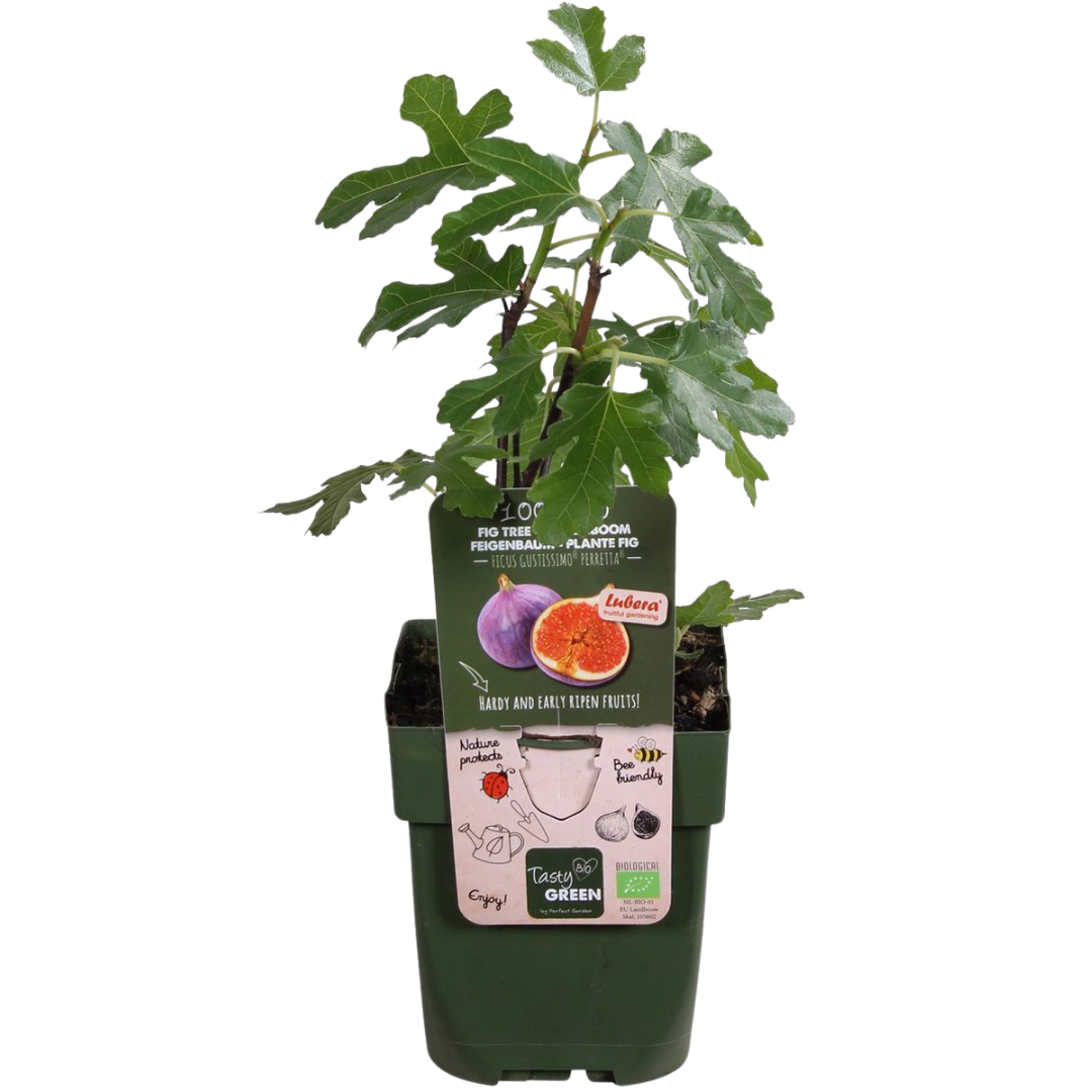 3 x Bio-Feigenbäume – Ø 13 cm – ↨ 20 cm