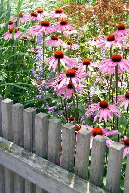 Purpur Sonnenhut - 24x Echinacea p. 'Magnus' - ↕10-25cm - Ø9cm