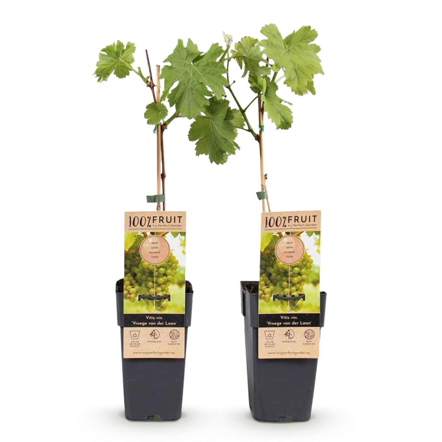 Obstpflanze - Vitis vinifera Vroege van der Laan - Weinrebe - Winterhart - Weiße Traube - 2 Pflanzen - Topf 15cm - Höhe 50cm