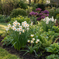35x Bulb Dry Garden - Trockengarten-Zwiebeln - Diverses - Sommerblüher - Zwiebelgröße 10/12