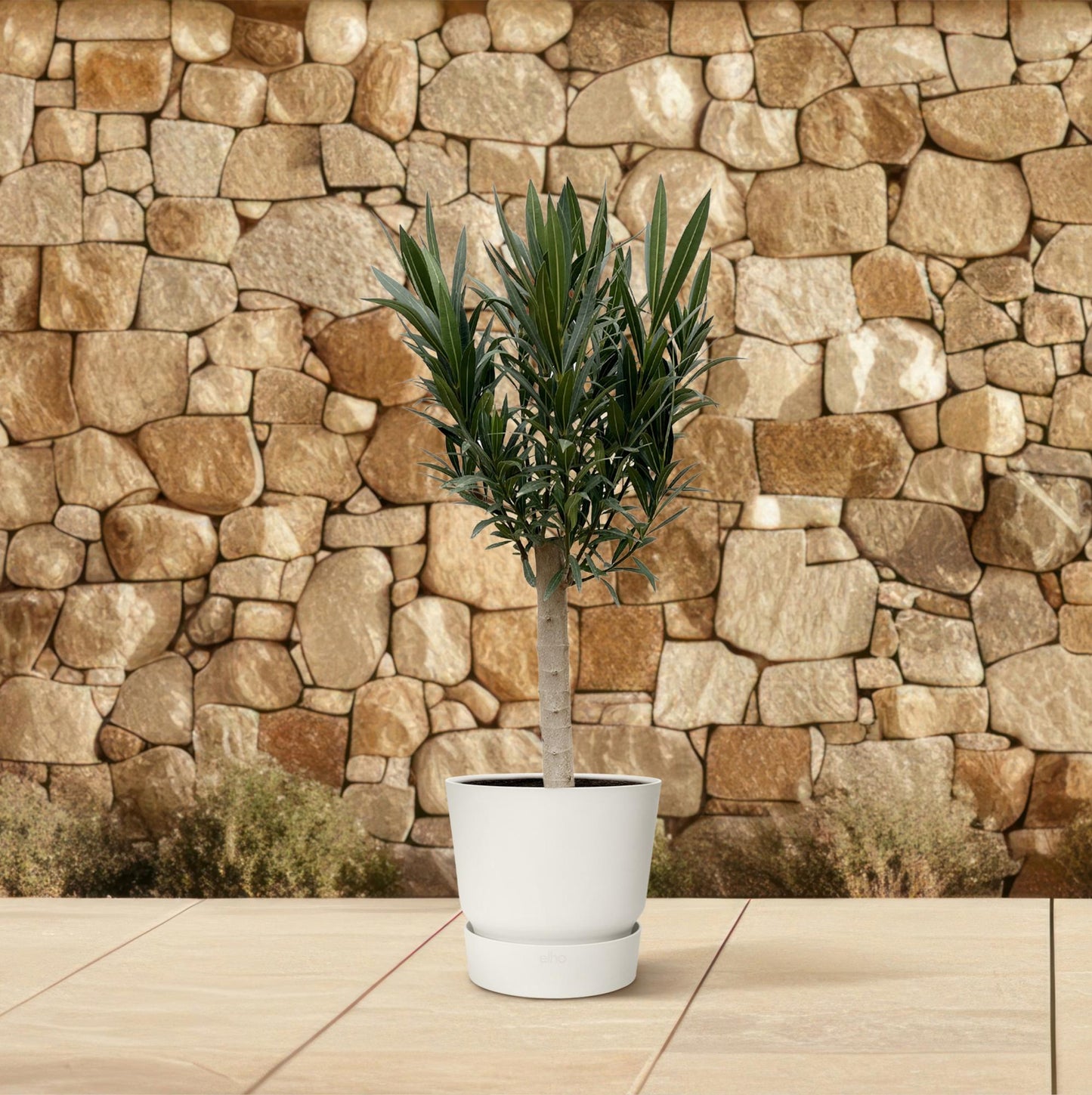 Nerium Oleander op stam met rode bloem - 110cm - Ø22