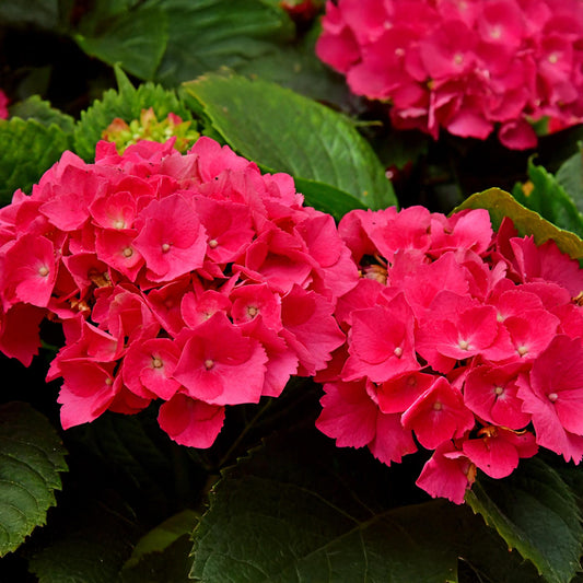 Hortensie - Hydrangea macrophylla Rot - Blüte Rot - 1 Pflanze - Laubabwerfend - Wenig Pflege - Topf 17cm Höhe 30cm