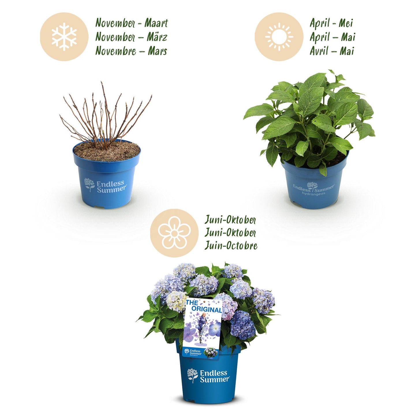 Hydrangea Endless Summer The Original Blue - Hortensie - Frosthart - Blau - 8 Pflanzen - Topf 14cm - Höhe 20-25cm