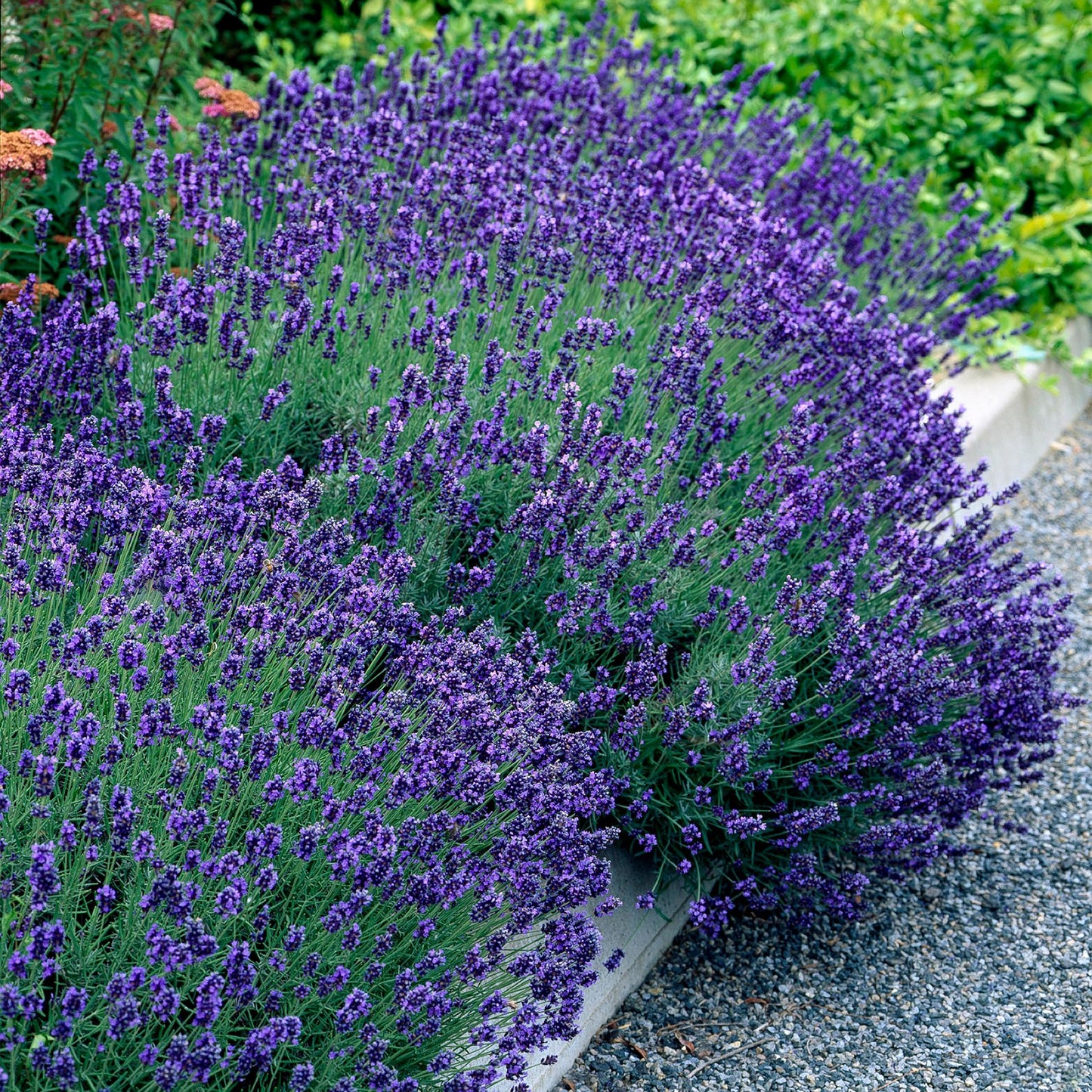 Lavandula angustifolia Hidcote - Lavendel - Winterhart - Lila - 3 Pflanzen - Topf 12cm - Höhe 15-25cm