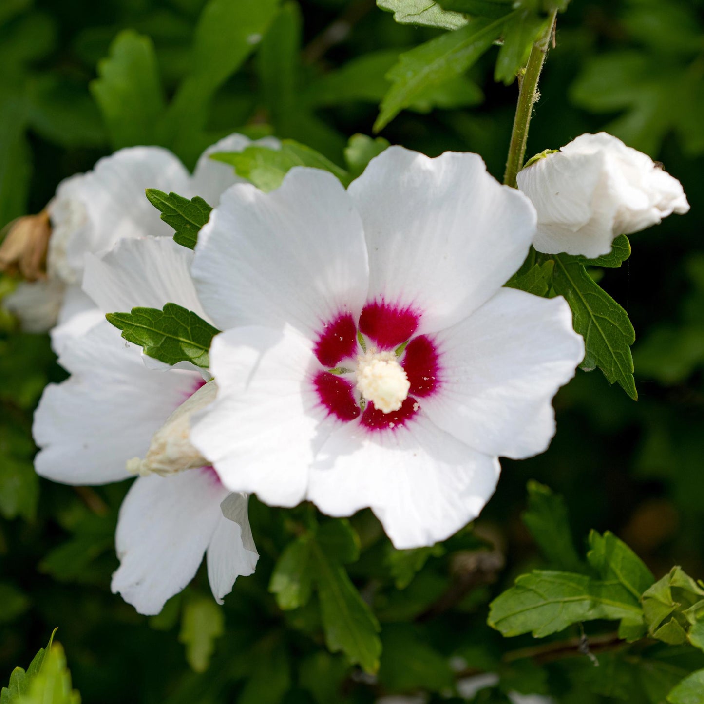Hibiscus syriacus Red Heart - Garden Hibiscus - Hardy - White - Red - 3 Plants - Pot 17cm - Height 45cm
