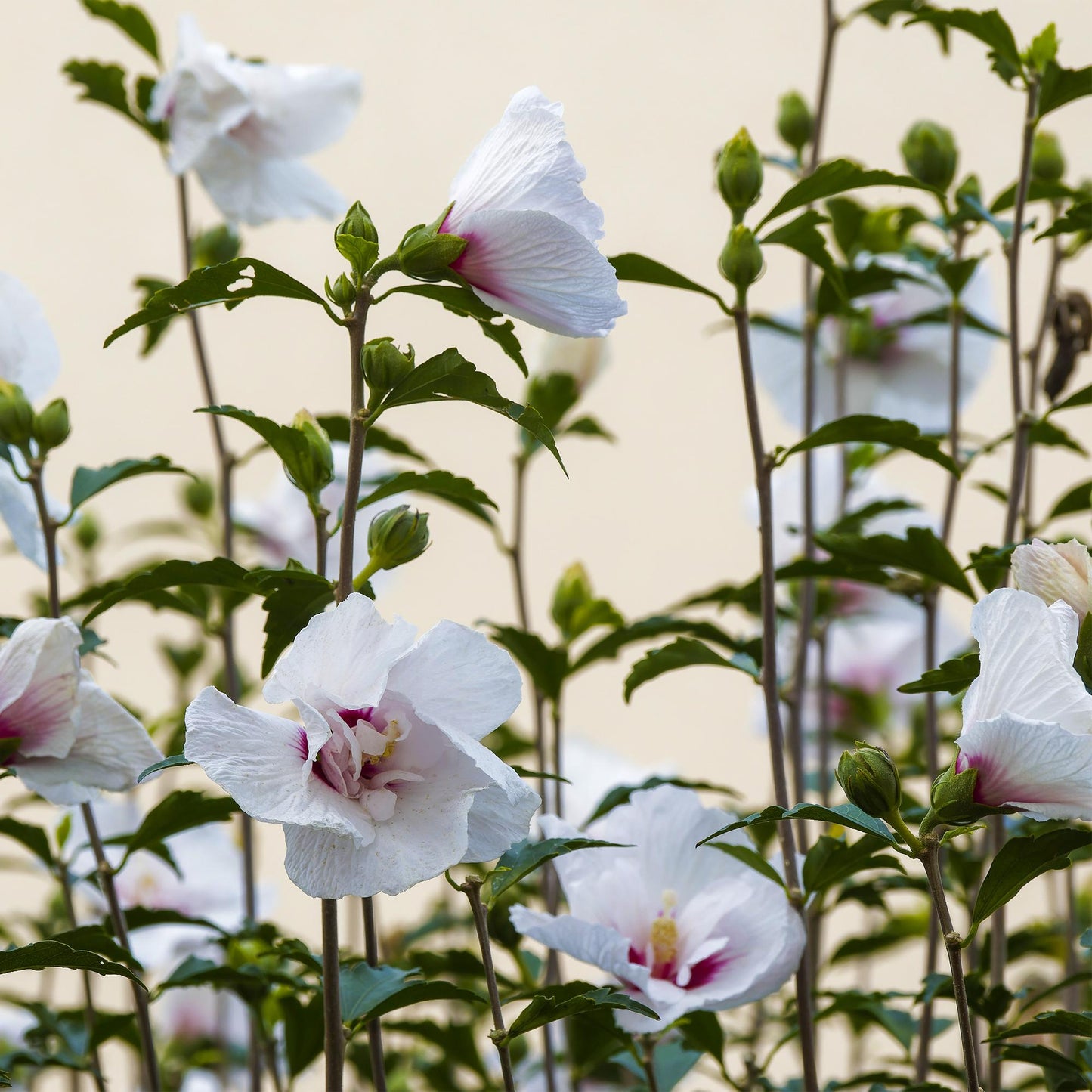 Hibiscus syriacus Starburst Chiffon® - Stamm-Pflanze - Terrassenpflanze - Laubabwerfend - Wenig Pflege - Topf 19cm Höhe 90cm
