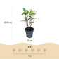 Hydrangea panniculata Living Pink & Rose - Rispenhortensie - Winterhart - Rosa - 1 Pflanze - Topf 12cm - Höhe 20-30cm