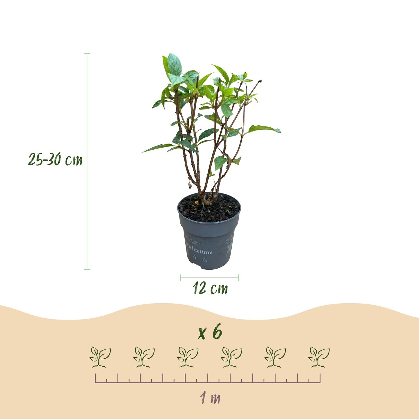 Hydrangea panniculata Living Pink & Rose - Rispenhortensie - Winterhart - Rosa - 1 Pflanze - Topf 12cm - Höhe 20-30cm