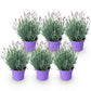Lavandula angustifolia Munstead - Lavendel - Winterhart - Lila - 6 Pflanzen - Topf 12cm - Höhe 15-25cm