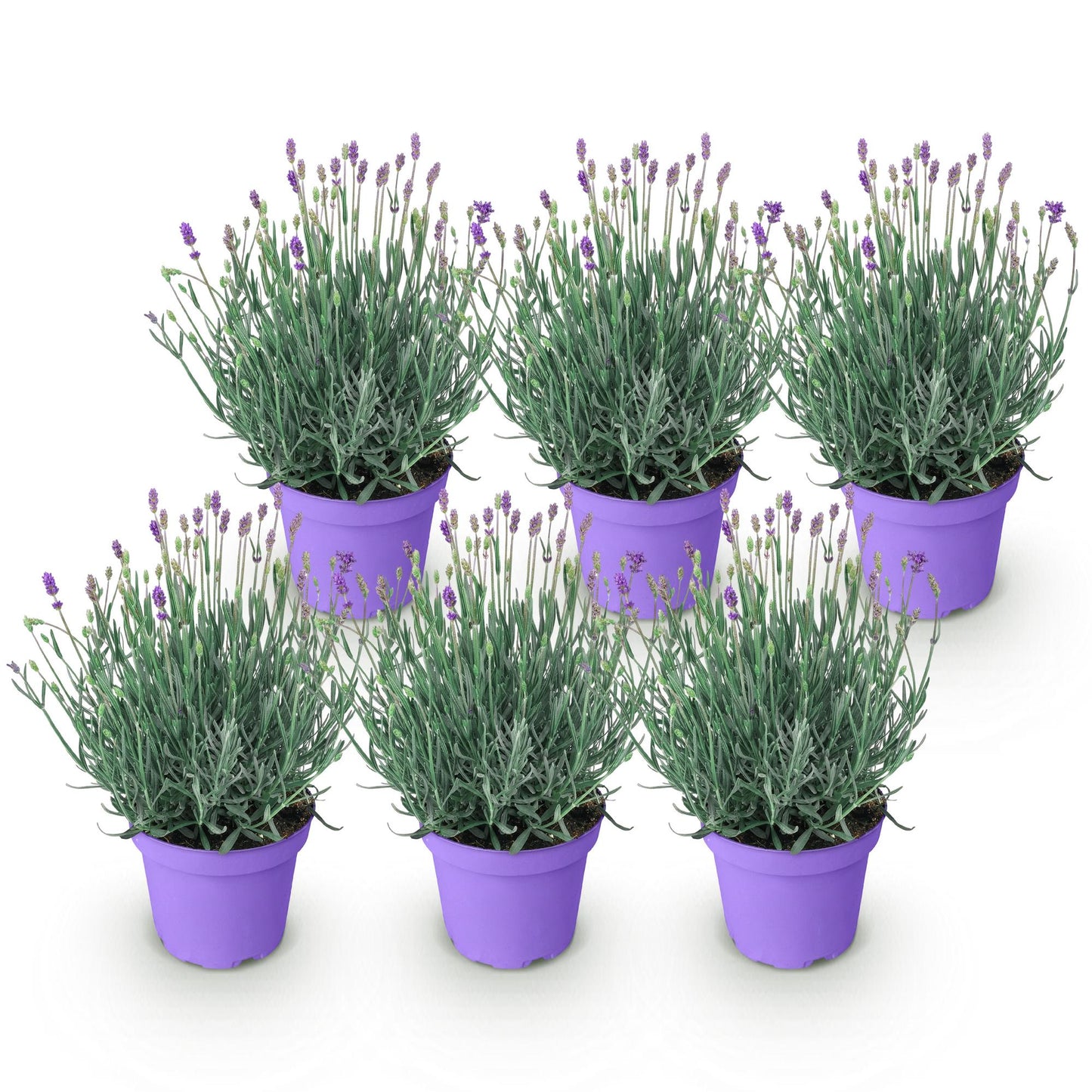 Lavandula angustifolia Munstead - Lavendel - Winterhart - Lila - 6 Pflanzen - Topf 12cm - Höhe 15-25cm