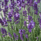 Lavandula ang. 'Dwarf Blue' - ↕10-25cm - Ø9cm - 24x