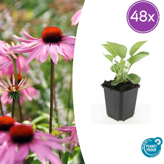 Purpur Sonnenhut - 48x Echinacea p. 'Magnus' - ↕10-25cm - Ø9cm