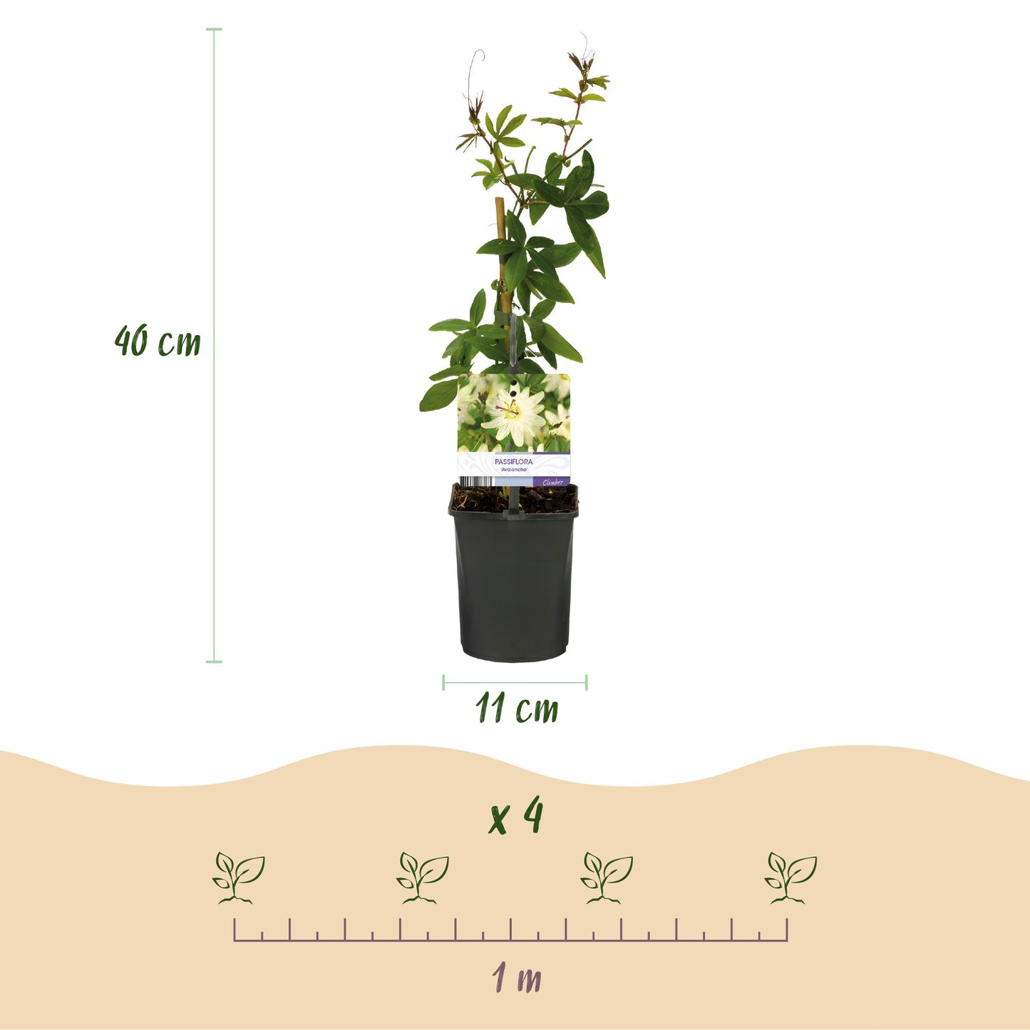 Passionsblume - Passiflora Avalanche - Blüte Weiß - Pflegeleicht - 2 Pflanzen - Topf 11cm Höhe 40cm