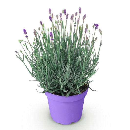 Lavandula angustifolia Munstead - Lavendel - Winterhart - Violett - 1 Pflanze - Topf 12cm - Höhe 15-25cm