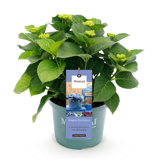 Hortensie - Hydrangea Magical Revolution Blue - Blau - 6-10 Blumen - Topf 23cm Höhe 55cm