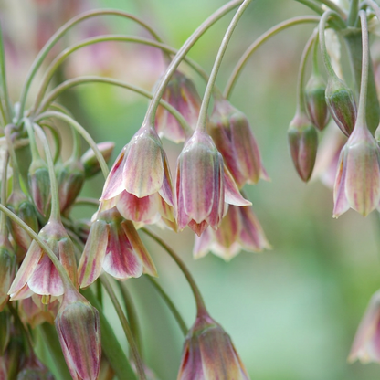 40x Allium Siculum - Sizilianischer Honigknoblauch - Creme und Rosa - Sommerblüher - Zwiebelgröße 10/12