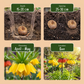 3x Fritillaria Imperialis Mix - Kaiserkronen-Mischung - Diverses - Frühlingsblüher - Zwiebelgröße 18/20