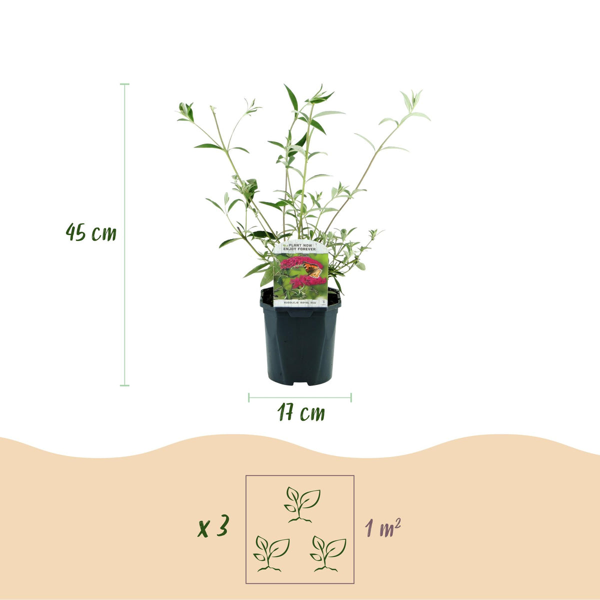 Schmetterlingsstrauch - Buddleja davidii Royal Red - Winterhart - Rot - 1 Pflanze - Topf 17cm - Höhe 45cm