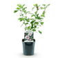 Hibiscus syriacus Hamabo - Blüte Hellrosa - 1 Pflanze - Laubabwerfend - Wenig Pflege - Topf 17cm Höhe 45cm