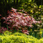 Japanischer Ahorn - Acer palmatum Atropurpureum - Lila - 1 Pflanze - Laubabwerfend - Topf 19cm Höhe 70cm