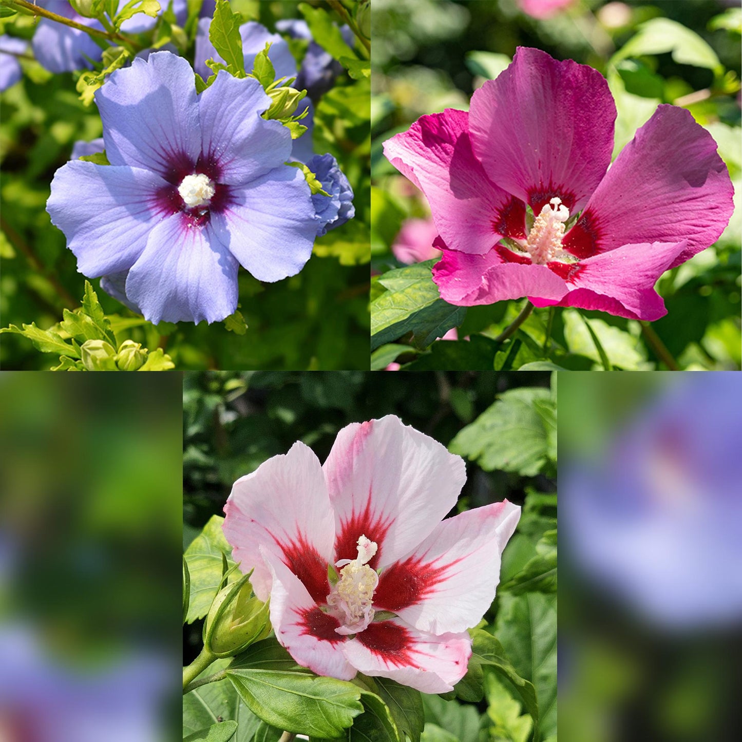 Stamm-Pflanze - Hibiscus syriacus Tricolour - Terrasse Pflanze - Laubabwerfend - Winterhart - Weiße, Rosa, Violette Blüte - Topf 19cm Höhe 90cm