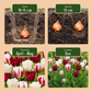 30x Tulipa Dutch Design - Tulip Dutch Design - Pink and White - Spring bloomer