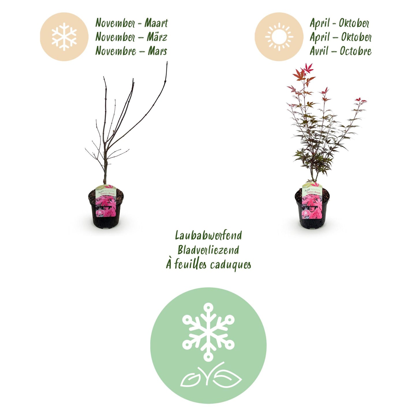 Japanischer Ahorn - Acer palmatum Skeeters Broom - Lila - 1 Pflanze - Laubabwerfend - Topf 19cm Höhe 70cm