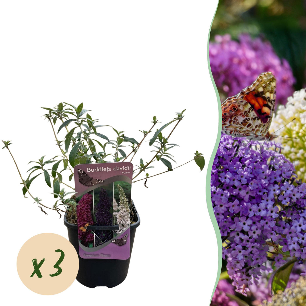 Schmetterlingsstrauch - Buddleja davidii Tricolour - Blüten Rosa, Weiß und Lila - 3 Pflanzen - Topf 17cm Höhe 30cm