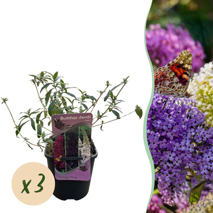 Schmetterlingsstrauch - Buddleja davidii Tricolour - Blüten Rosa, Weiß und Lila - 3 Pflanzen - Topf 17cm Höhe 30cm