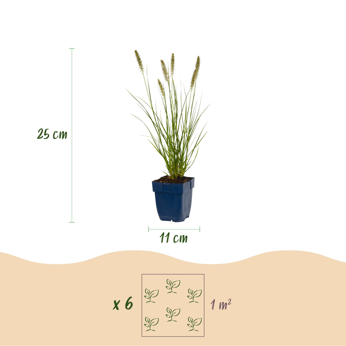 Gras - Pennisetum alop. Hameln - Lampenputzergras - Mit Plume - Grün - 24 Pflanzen - Topf 11cm - Höhe 15-25cm
