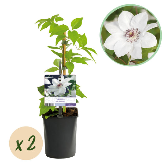 Kletterpflanze - Clematis Miss Bateman - Blüte Weiß- Wenig Pflege - 2 Pflanzen - Topf 11cm Höhe 40cm
